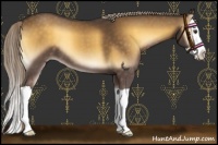 Horse Color:Chocolate Palomino Onyx Splash 