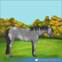 Horse Color:Blue Ice Roan  and Blue Ice Roan Rabicano 