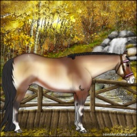 Horse Color:Bay Onyx Appaloosa 