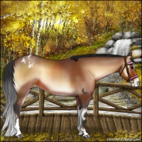 Horse Color:Bay Onyx Appaloosa 