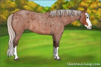 Horse Color:Silver Bay Roan Sabino Splash 