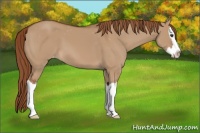 Horse Color:Red Dun Sabino Splash Appaloosa 
