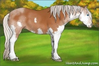 Horse Color:Silver Buckskin Splash 