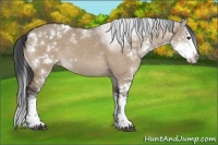 Horse Color:Brown Dun Sabino