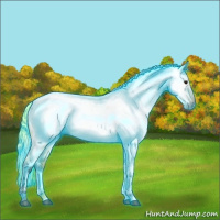 Horse Color:Gray Thunderstruck White Spotted Buckskin Ice Appaloosa 