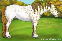 Horse Color:Red Dun Ice Frame Appaloosa 