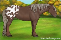 Horse Color:Liver Chestnut Mushroom Sabino Blanket Rabicano 