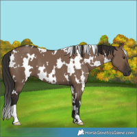 Horse Color:White Spotted Liver Red Dun 