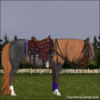 Horse Color:Liver Chestnut Rabicano 