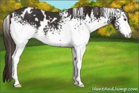 Horse Color:White Spotted Liver Chestnut 