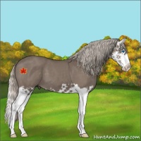 Horse Color:Silver Black Sabino Splash 