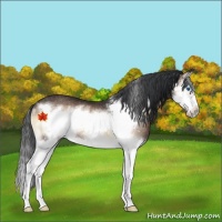 Horse Color:Brown Onyx Splash Frame Rabicano 