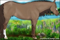 Horse Color:Liver Red Dun 