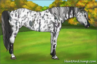 Horse Color:Midnight Blue Ice Roan  and Blue Ice Roan Near Leopard 