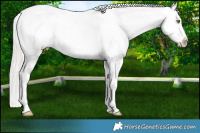Horse Color:Chocolate Silver Amber Champagne Appaloosa