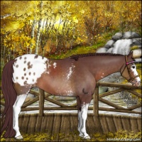 Horse Color:White Spotted Chocolate Brown Appaloosa