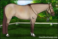 Horse Color:Chocolate Bay Dun 