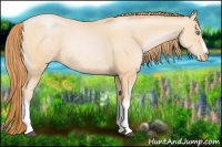 Horse Color:Buckskin Pearl 