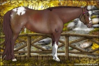 Horse Color:Chocolate Brown Appaloosa 