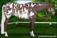 Horse Color:Chocolate Silver Brown Chinchilla Appaloosa