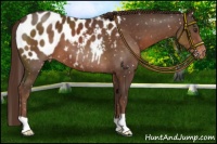 Horse Color:Liver Chestnut Near Leopard 