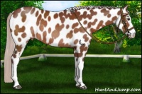Horse Color:White Spotted Chocolate Silver Brown Appaloosa Rabicano 