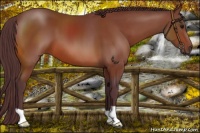 Horse Color:Chocolate Bay 
