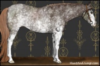 Horse Color:White Spotted Liver Chestnut Rabicano 