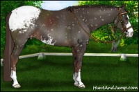 Horse Color:Liver Chestnut Sabino Appaloosa 