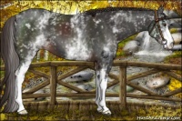 Horse Color:White Spotted Liver Chestnut