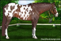 Horse Color:Chocolate Brown Sabino Near Leopard 