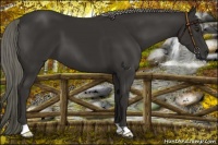 Horse Color:Liver Chestnut Mushroom 