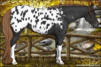 Horse Color:Liver Chestnut Appaloosa 