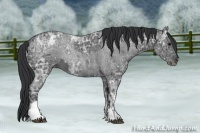 Horse Color:Blue Ice Roan  and Blue Ice Roan 