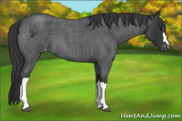 Horse Color:Blue Roan Varnish 