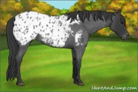 Horse Color:Blue Roan Near Leopard 