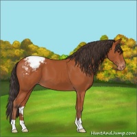 Horse Color:Bay Appaloosa 