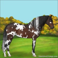 Horse Color:White Spotted Brown 