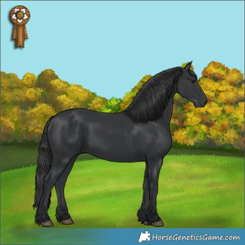 Horse Color:Black 
