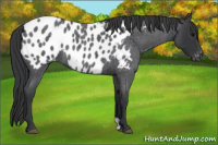 Horse Color:Blue Roan Near Leopard 