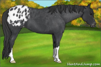 Horse Color:Blue Roan Appaloosa 