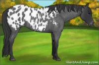 Horse Color:Blue Roan Appaloosa