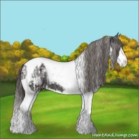 Horse Color:Smoky Black Splash Tobiano Appaloosa  and Smoky Black Splash Tobiano Appaloosa 