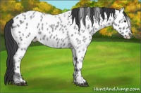 Horse Color:Blue Ice Roan Near Leopard