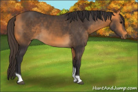 Horse Color:Buckskin Tobiano 
