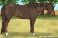 Horse Color:Liver Chestnut