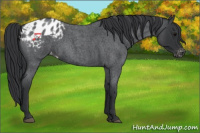 Horse Color:Blue Roan Appaloosa