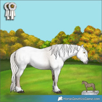 Horse Color:Gray Silver Grullo Pearl Tobiano 