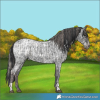 Horse Color:White Spotted Chocolate Silver Smoky Blue Ice Roan  and Blue Ice Roan 