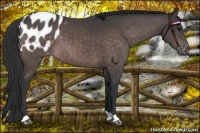 Horse Color:Platinum Bay Appaloosa